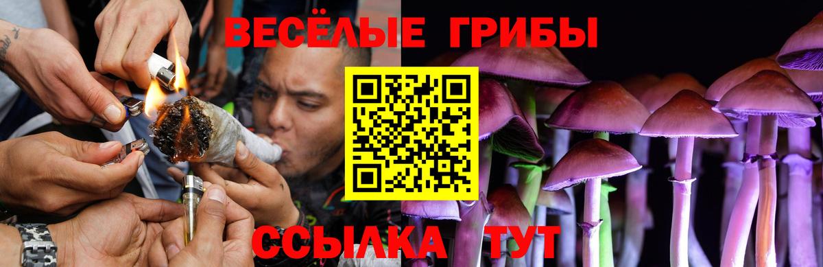 Галлюциногенные грибы Psilocybe Черногорск